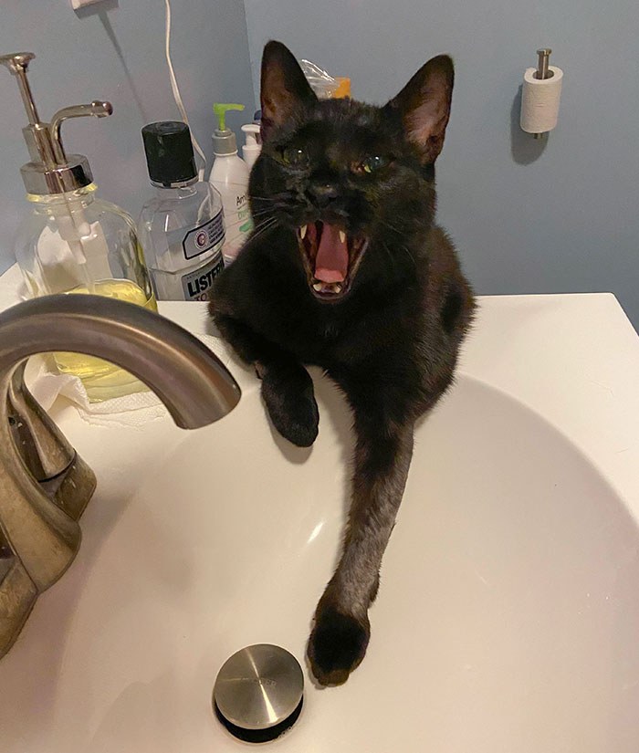 Look At Those Teefs. He Was Screaming Because He’s Spoiled And Only Drinks From The Sink
