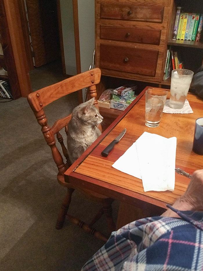 Grandparents Went From "We Don't Need A Damn Cat" To "Did You Set Up Lulu's Spot For Dinner?"