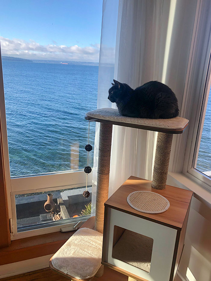 We Have Had Our Indoor Cat For 6 Years, But He Has Never Had Much Windows/Views To Enjoy. We Moved Recently, And He Is Very Satisfied With His New Views