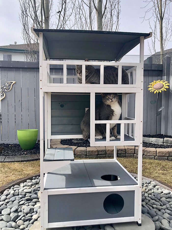 My Parents Spoil Their Cats So Much. Here’s Their New Backyard “House”