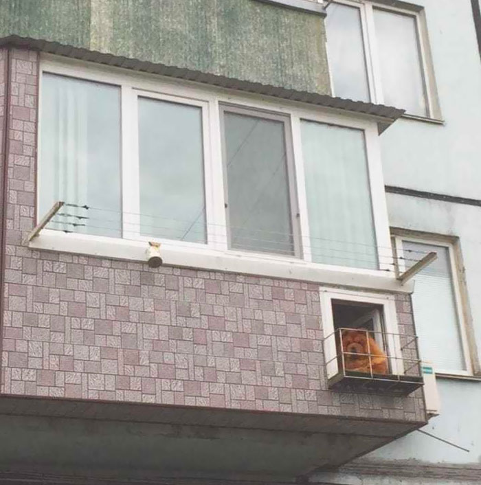 Chow Chow With His Own Balcony
