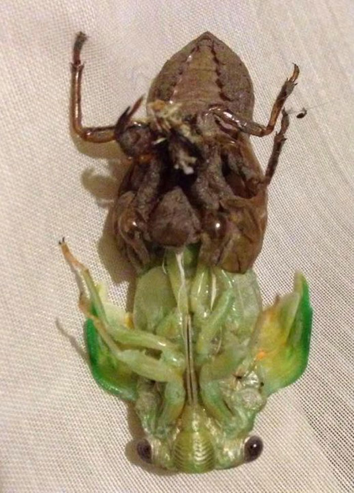 This Cicada’s Major Life Event Happened On Our Living Room Curtains: