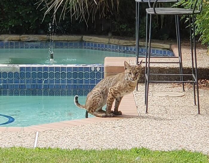 Mi amiga encontró un gato montés en su patio trasero usando su piscina como si fuera un retrete