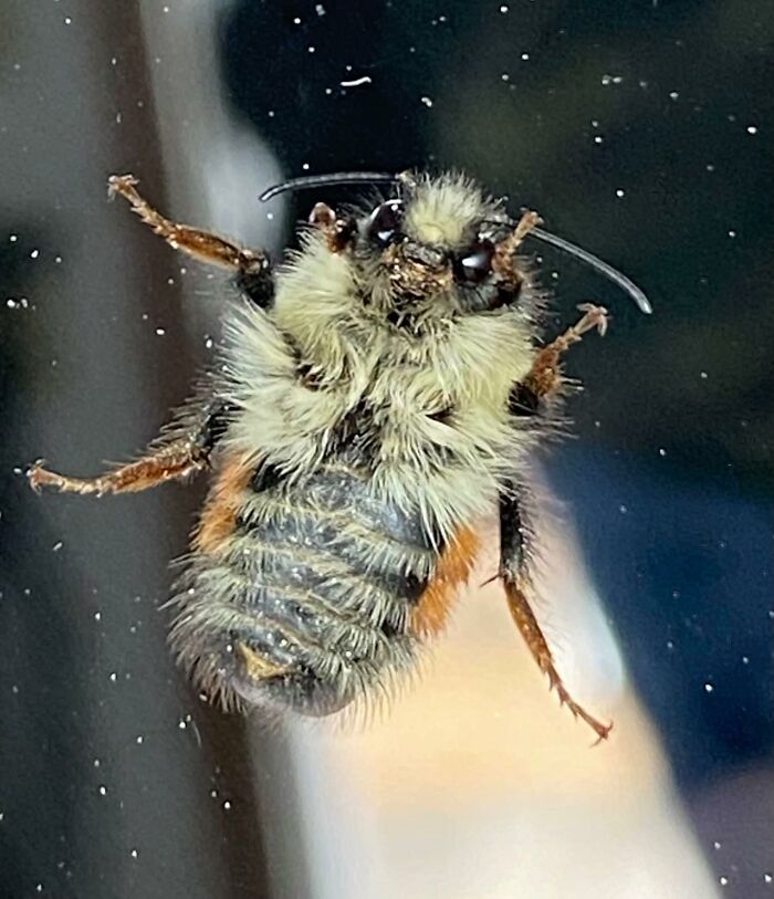 There Was A Bee On The Other Side Of The Glass… He Seemed Worthy Of A Close Up