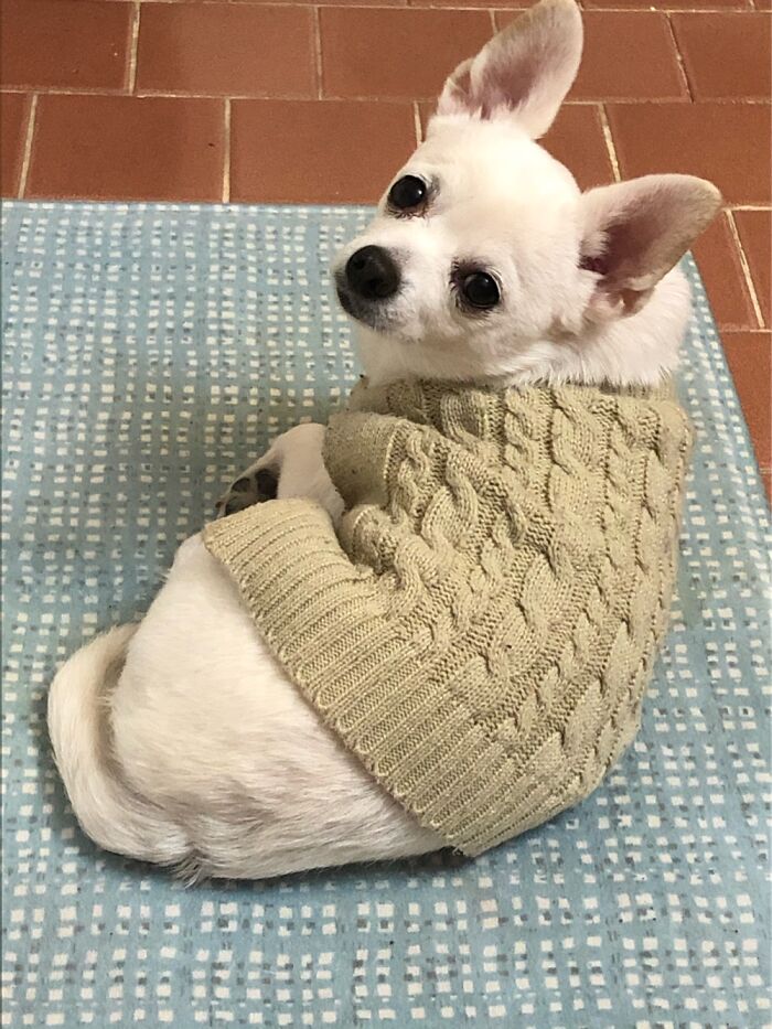 My Chihuahua Spike In His Sweater