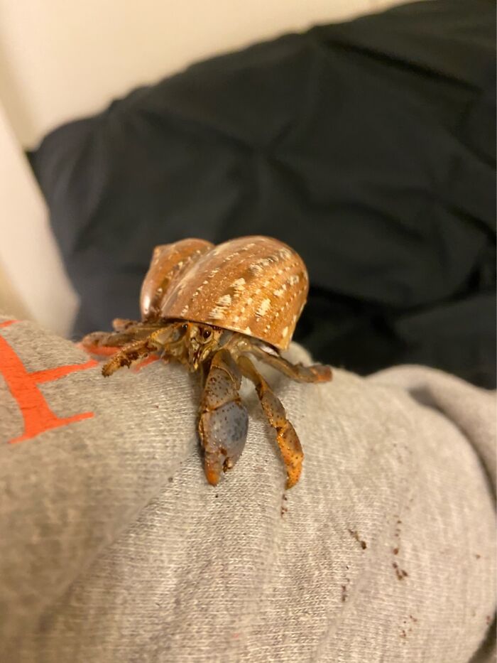 My Hermit Crab Arlo