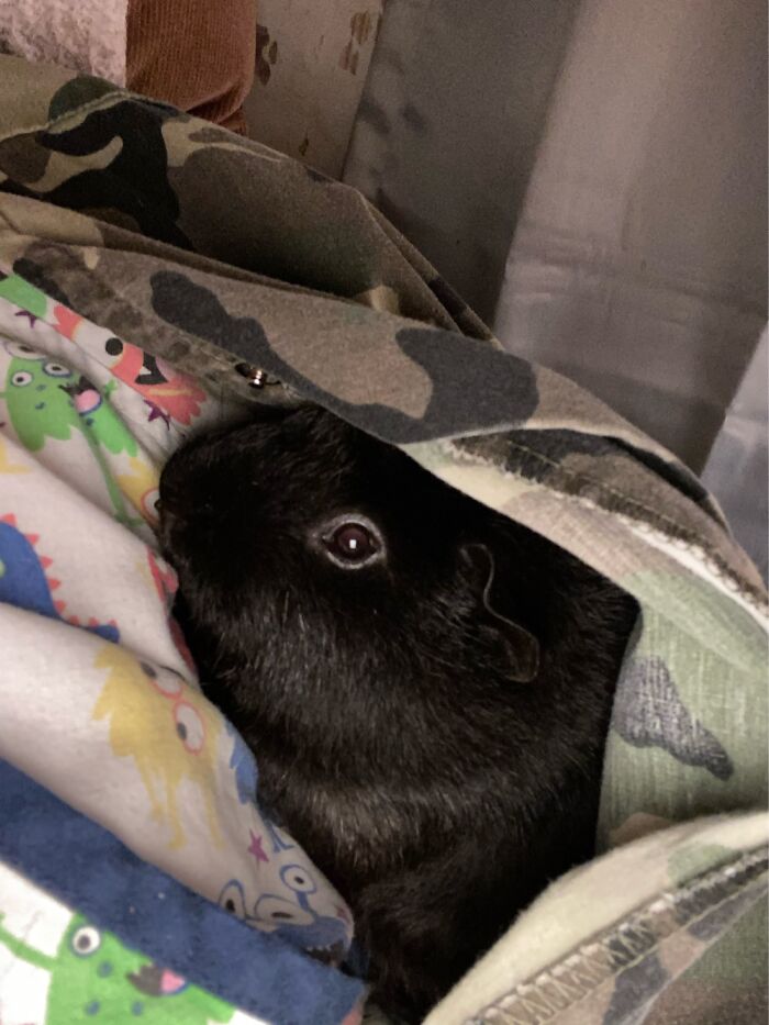 This Is My Guinea Pig Hank. Hank Loves Hiding In Jackets, And Sleeves.