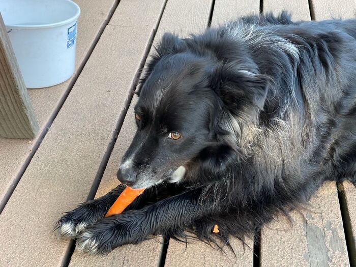 Cowboy - Border Collie Mix Focused On Eating Organic. Open To Discovering New Culinary Delights