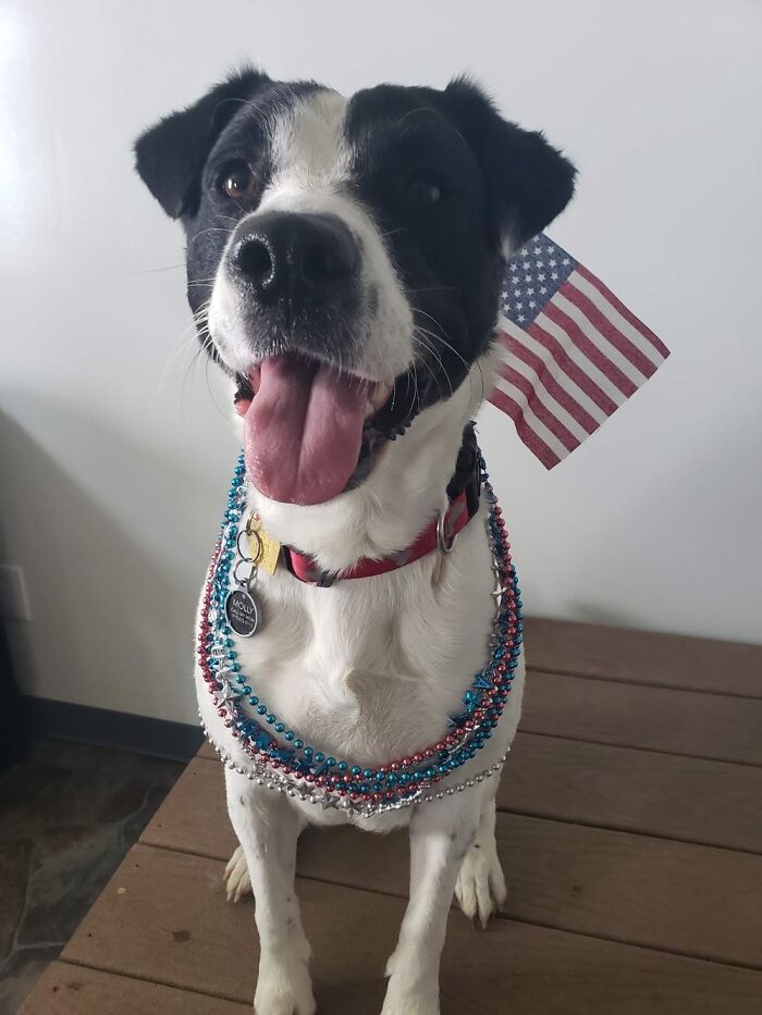 This Is Molly Being Very Patriotic