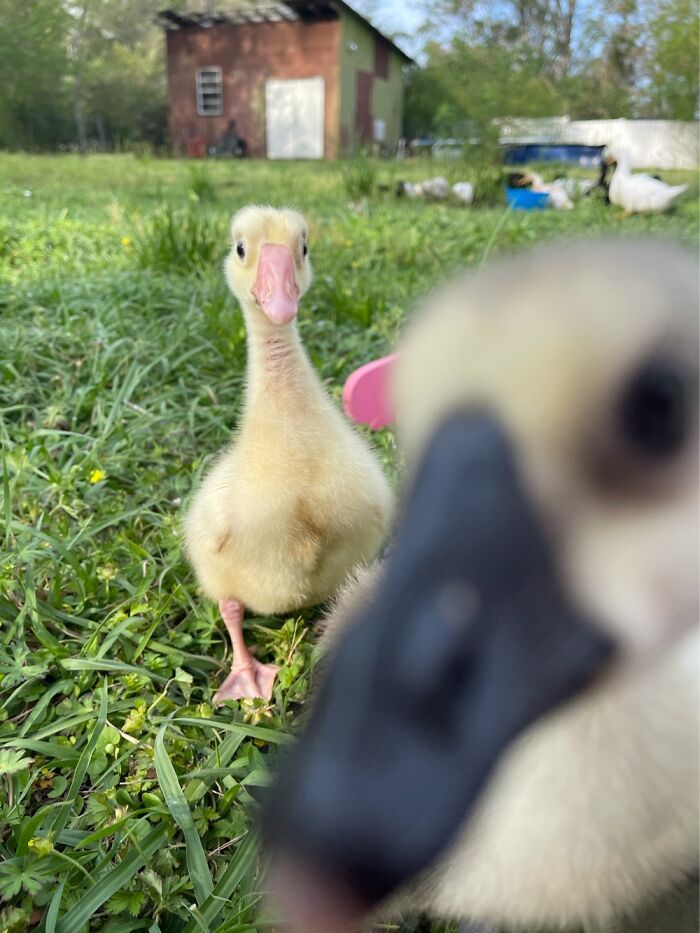 Looks Like My Baby Geese Took A Selfie
