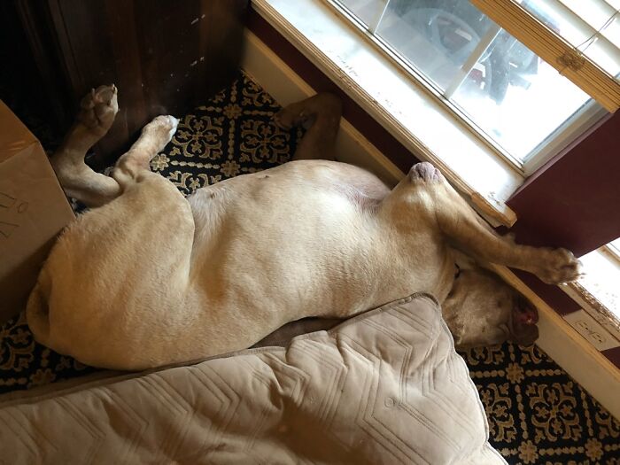 My 135 Lb Dog Has Xxl Dog Bed And She Rolls Off It And Sleeps Like This Instead All The Time!