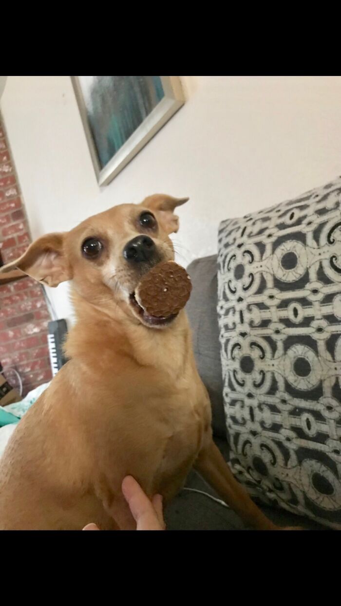Who Stole The Cookie From The Cookie Jar? (Dog Treat)