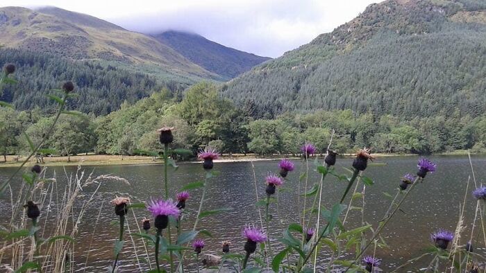 Scottish Thistle In The Highlands Of Scotland