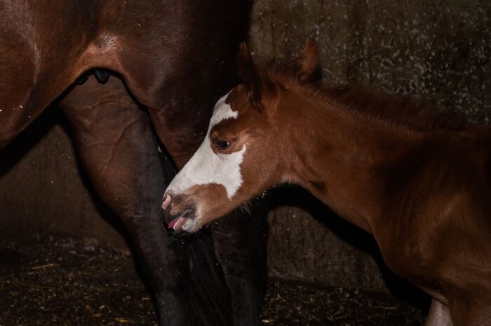 Hungry Lil Filly :)