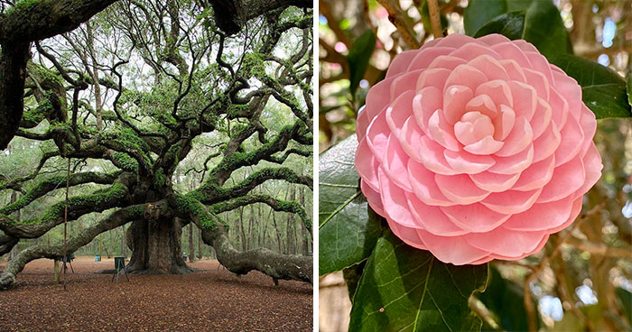 In This Online Group, People Share Examples Of Botanical Wonders And It’s Soul-Refreshing (50 Pics)