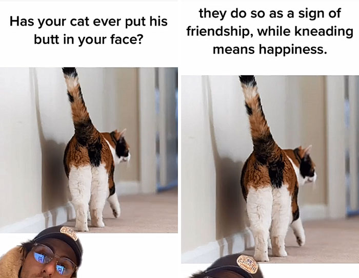 Guy Delivers 22 Interesting Cat Facts That You Didn’t Know