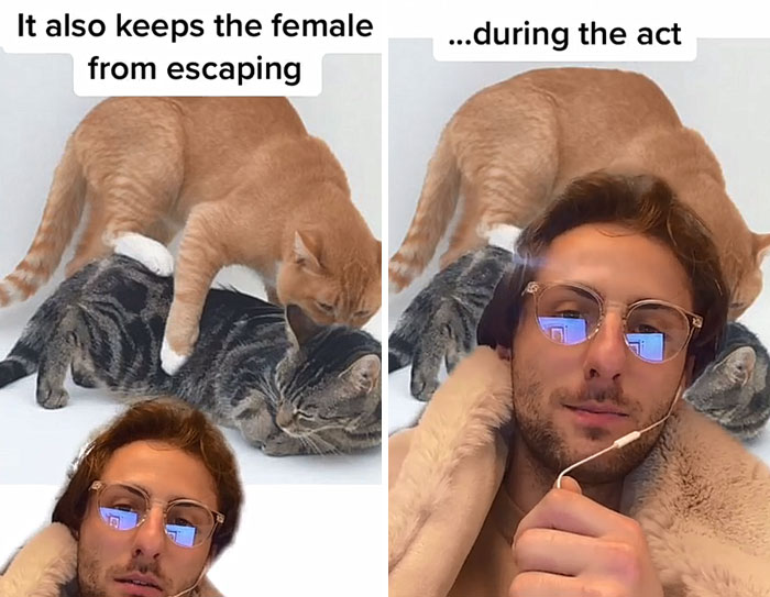 Guy Promises To Give Cat Facts You Didn't Know, Delivers 22 Interesting Ones
