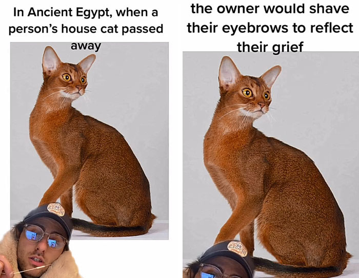 Guy Delivers 22 Interesting Cat Facts That You Didn’t Know