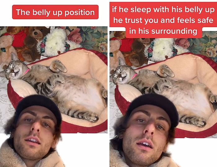 Guy Promises To Give Cat Facts You Didn’t Know, Delivers 22 Interesting Ones