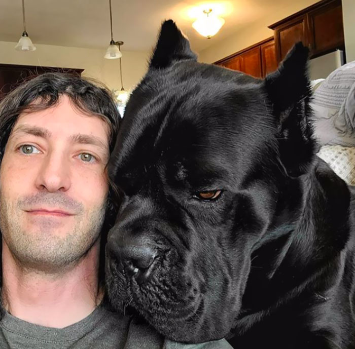 Head Size Difference Between A Man And An Adult Cane Corso