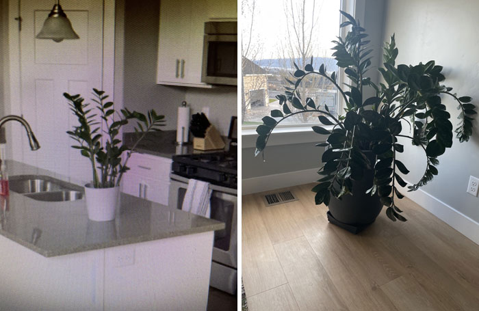 My First-Ever House Plant Just Turned 5
