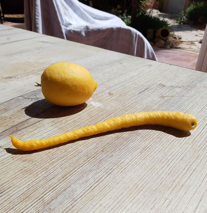 Este extraño limón que creció en nuestro limonero. Limón normal para comparar