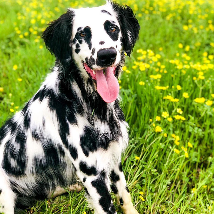 Meet The Adorable Dog That Looks Like A Mix Between A Dalmatian And A Golden Retriever
