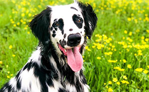 Meet The Adorable Dog That Looks Like A Mix Between A Dalmatian And A Golden Retriever