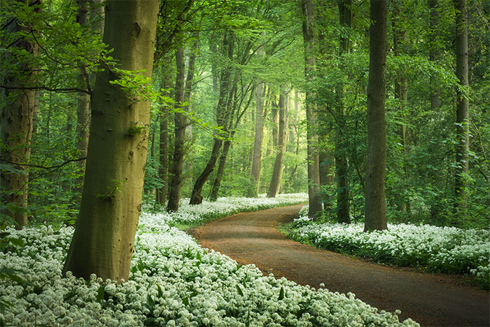 Spring In The Netherlands Is Magical, Here Are My 30 Photos To Prove It
