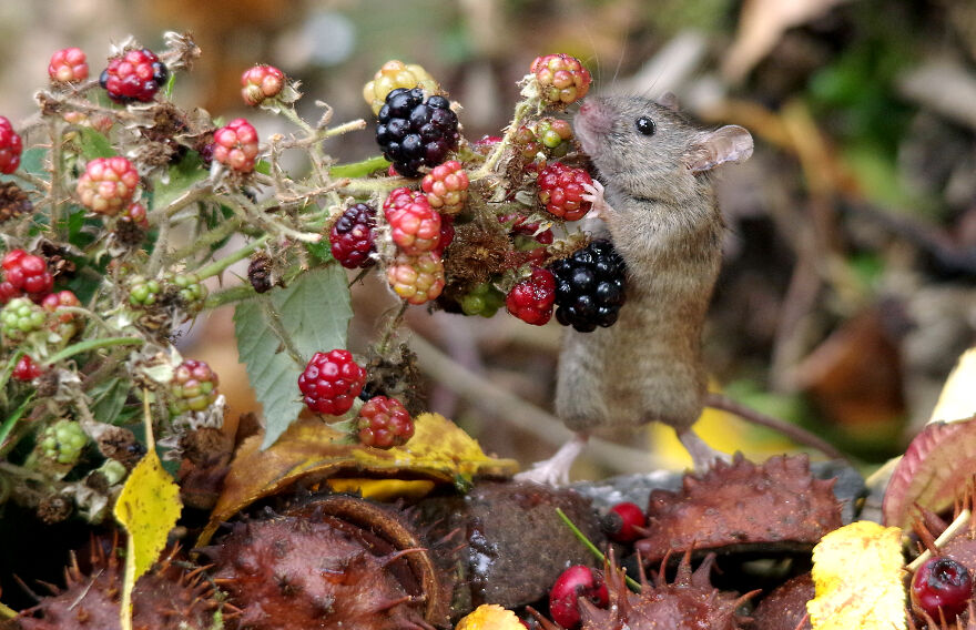 I Photographed The Mouse By The Brambles