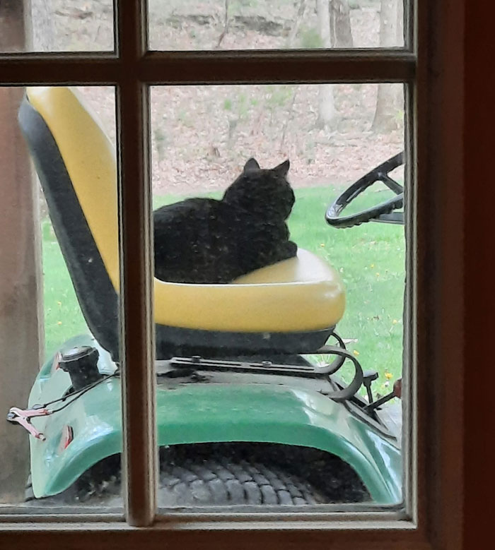 Not Our Cat, But If She Wants To Mow The Lawn, Ok!