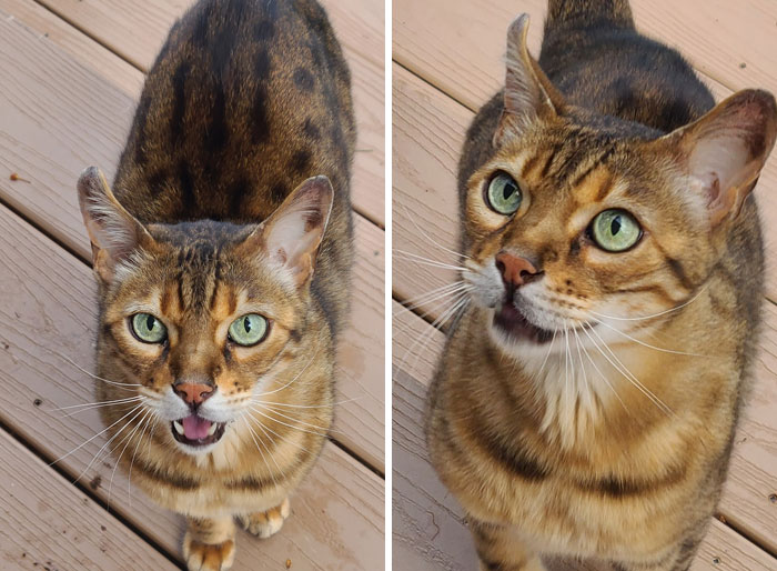 Meet Manny. Yes, He's A Bengal. No, He's Not My Cat. Yes, That Is My Porch