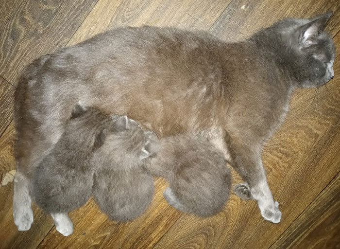 Twilight Is Now Apart Of Our Family And She Delivered 3 Healthy Thriving Babies And I Had To Share This Beautiful Mommy Moment