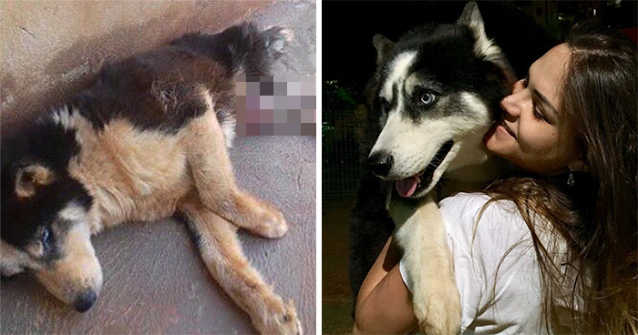 Owners Exploited This Husky Until She Could No Longer Walk And Produce Puppies – This Woman Gave Her A Second Chance In Life