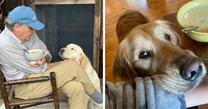 29 Dogs Making Faces To Let Their Owners Know How Much They Want Their Food