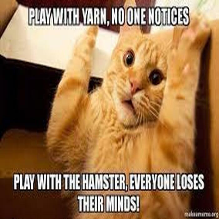 Don't Play With The Hamster