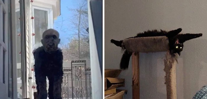 50 Times Pets Almost Gave Their Owner A Heart Attack By How Terrifying They Looked