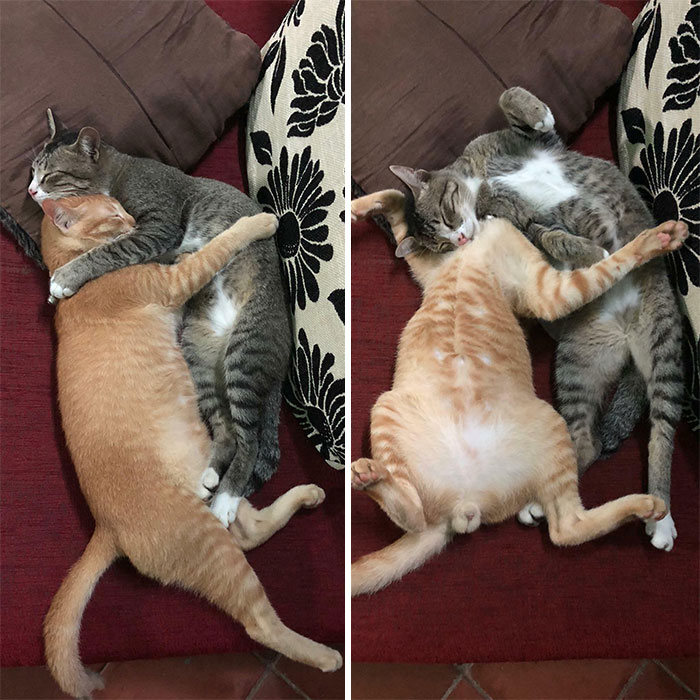 My Cats... Before And After