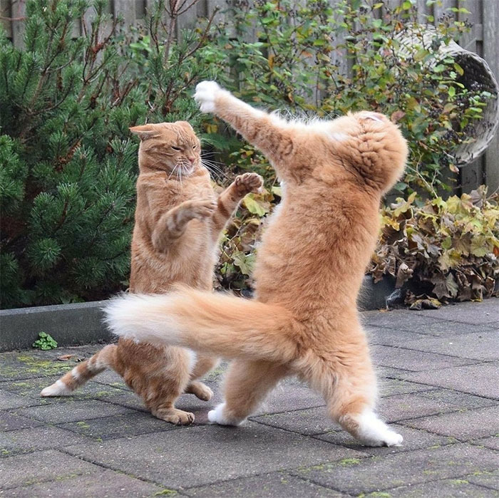 Everybody Is Kung Fu Fighting, These Cats Are Fast As Lightning
