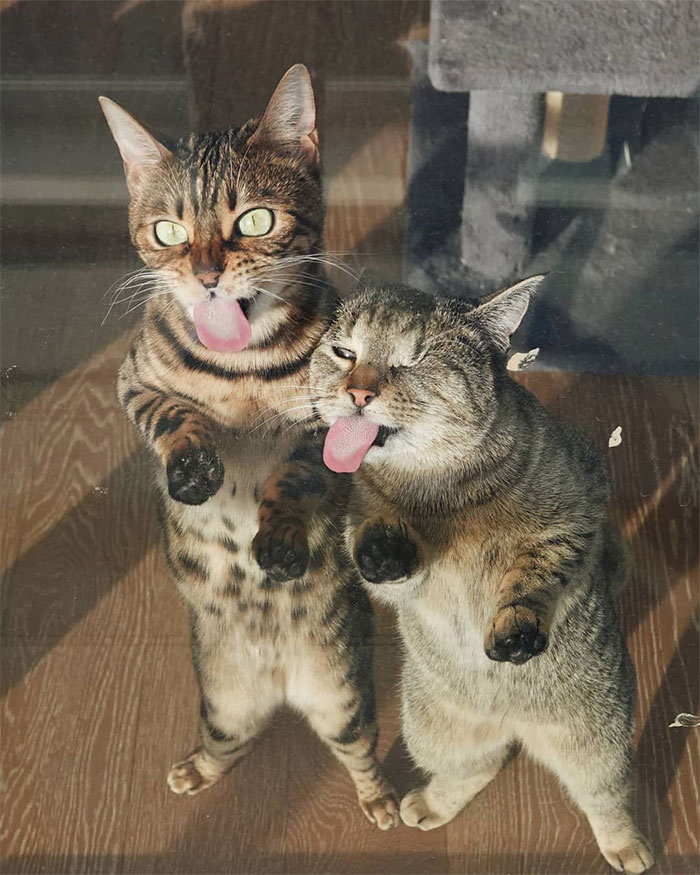 Two Cats Licking Glass Door