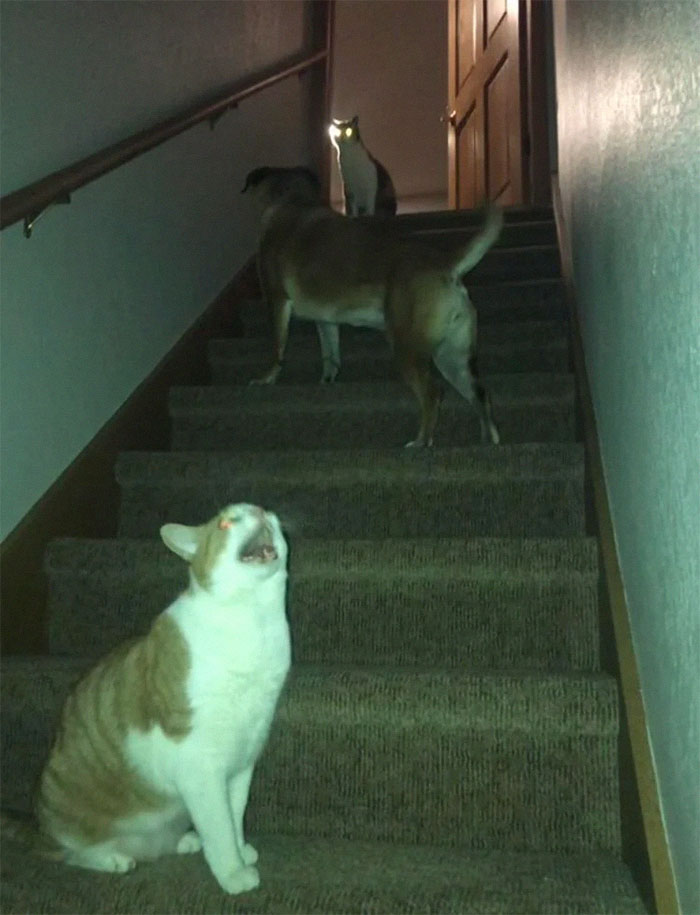 My Dog Is Afraid Of The Cats. They Have Learned That She Won’t Walk Near Them, And Enjoy Trapping Her. Earlier Today She Tried To Walk Up The Stairs...