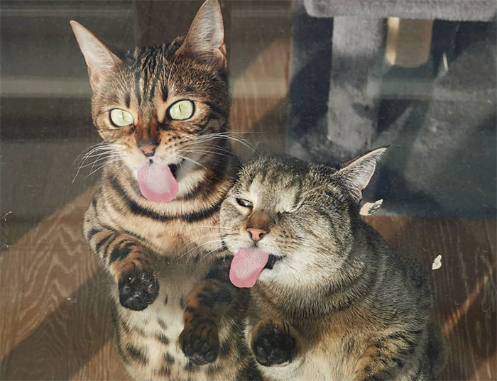 50 Pics That Are Proof Two Cats Are Better Than One