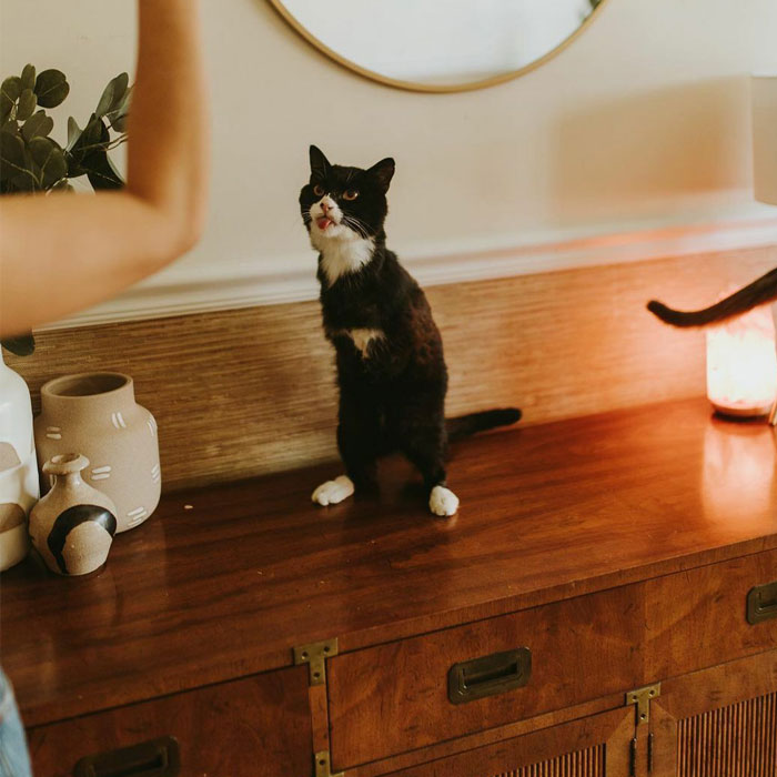 Cat Owner Sets Up An Instagram Account For Her Two-Legged Cat And Shares Her Cat’s Inspiring Rehabilitation Story
