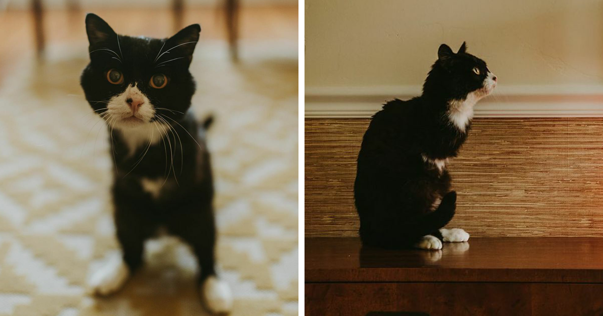 Cat Owner Sets Up An Instagram Account For Her TwoLegged Cat And