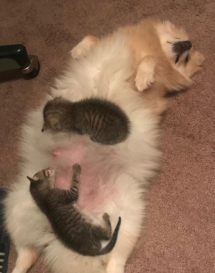 My Dog Adopted 2 Abandoned Kittens. She’s About To Give Birth And Is Breast-Feeding Them