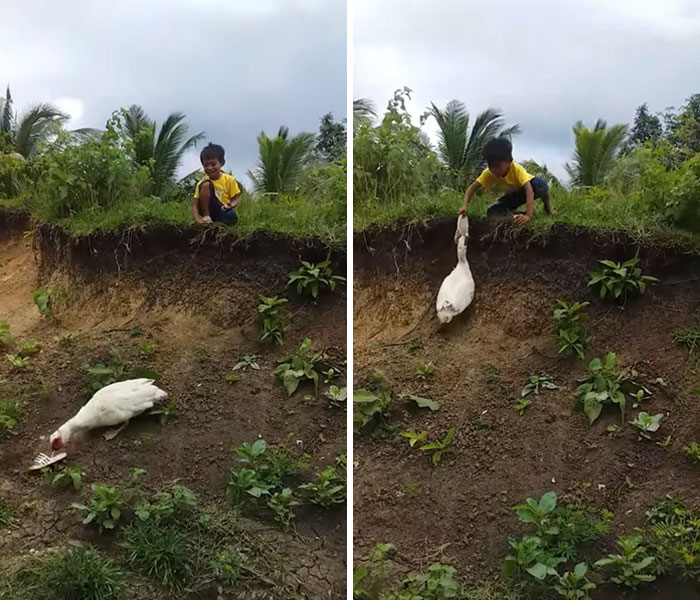 Kind Duck Returns Boy's Flip-Flop That Fell Down The Hill