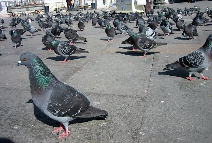 Venice Banned Feeding Pigeons