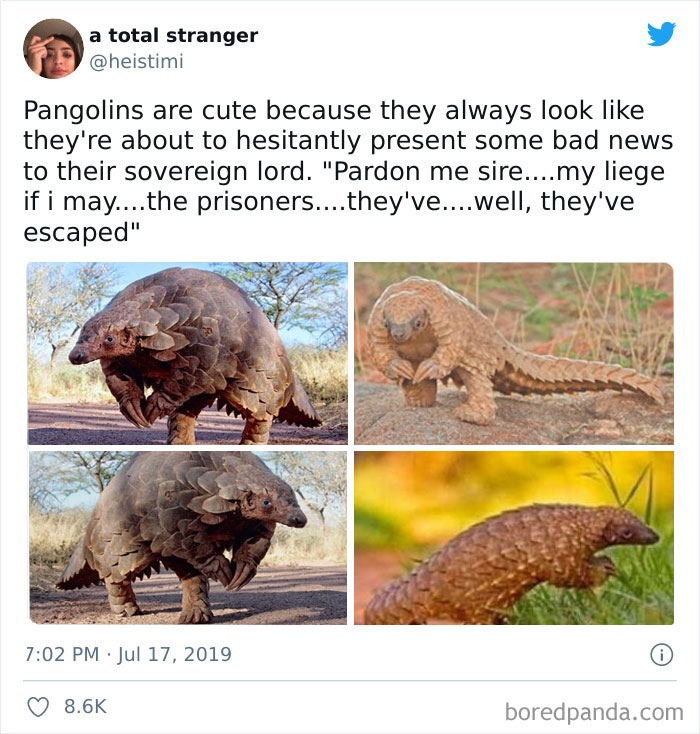 Why Pangolins Are Cute