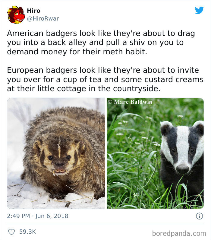 The Different Types Of Badgers