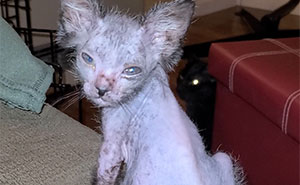 Owners Thought This Kitten Was Odd-Looking And Sick, Discovered Gracie Is Actually A Wolfcat